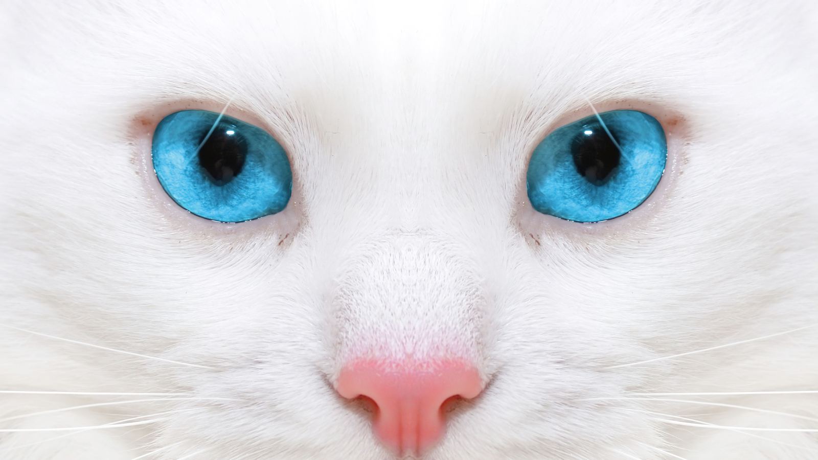 Голубоглазая кошка с розовым носом