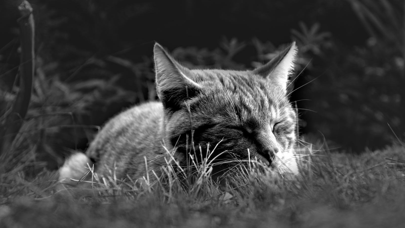 Кот спит в зеленой траве