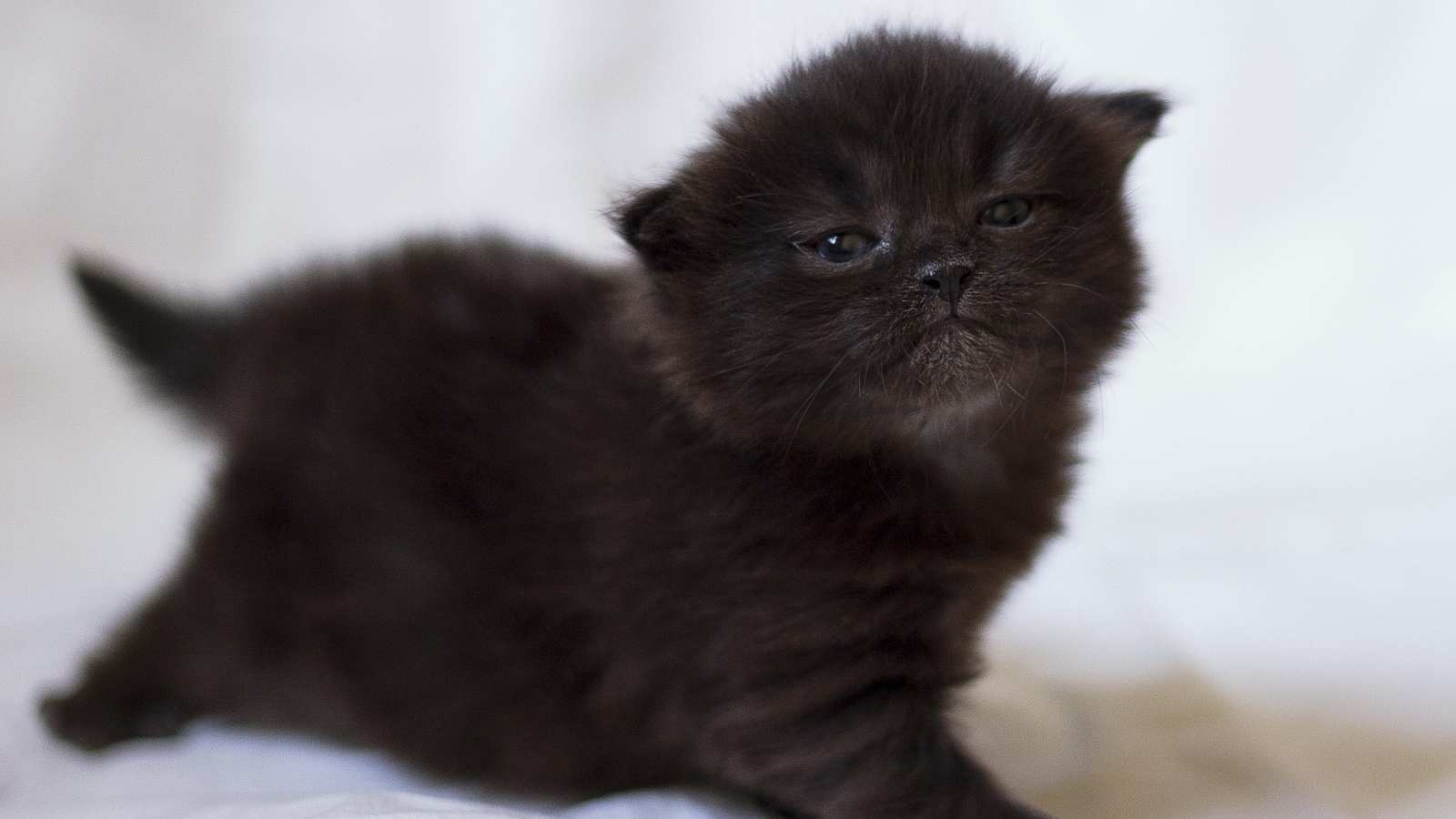 Милый маленький черный котенок крупным планом