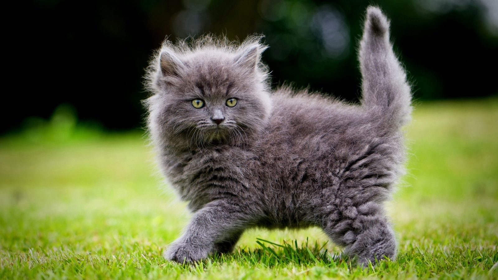 Смешной пушистый серый котенок на зеленой траве