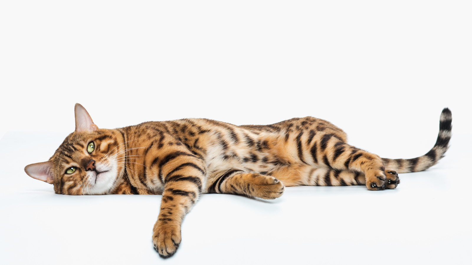 Золотой бенгальский кот на белом фоне