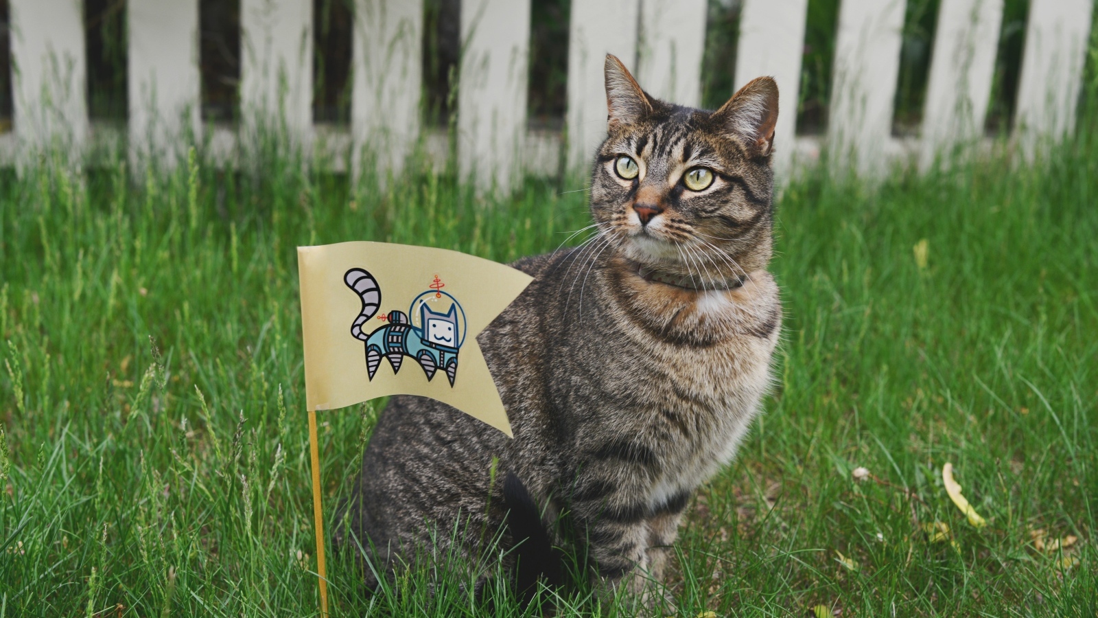 Серый кот с флажком сидит в зеленой траве