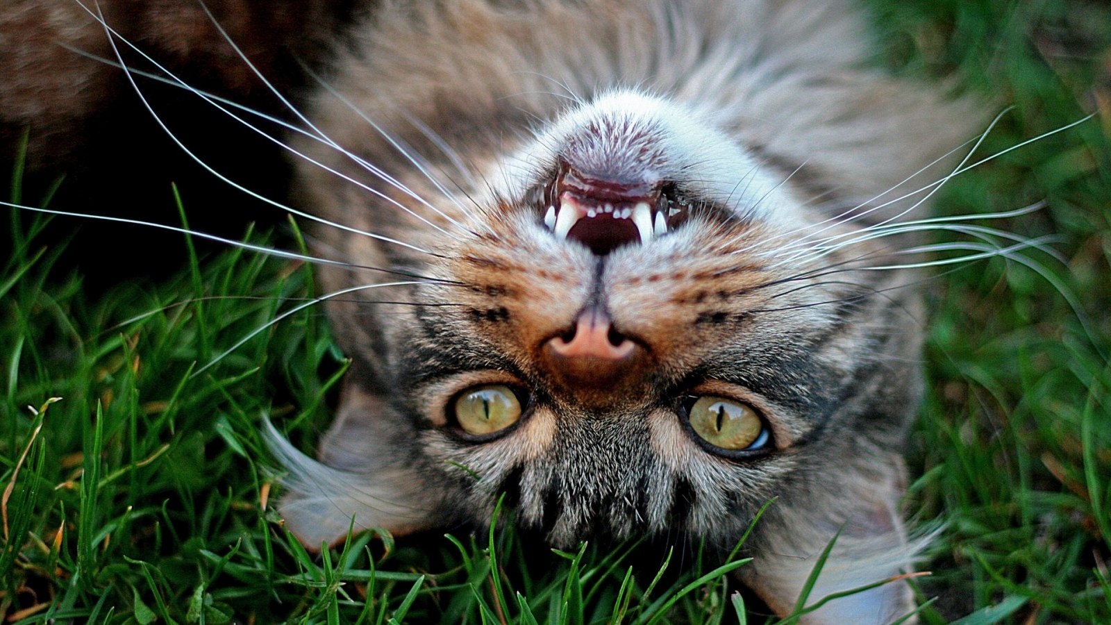 Серый довольный кот лежит на зеленой траве