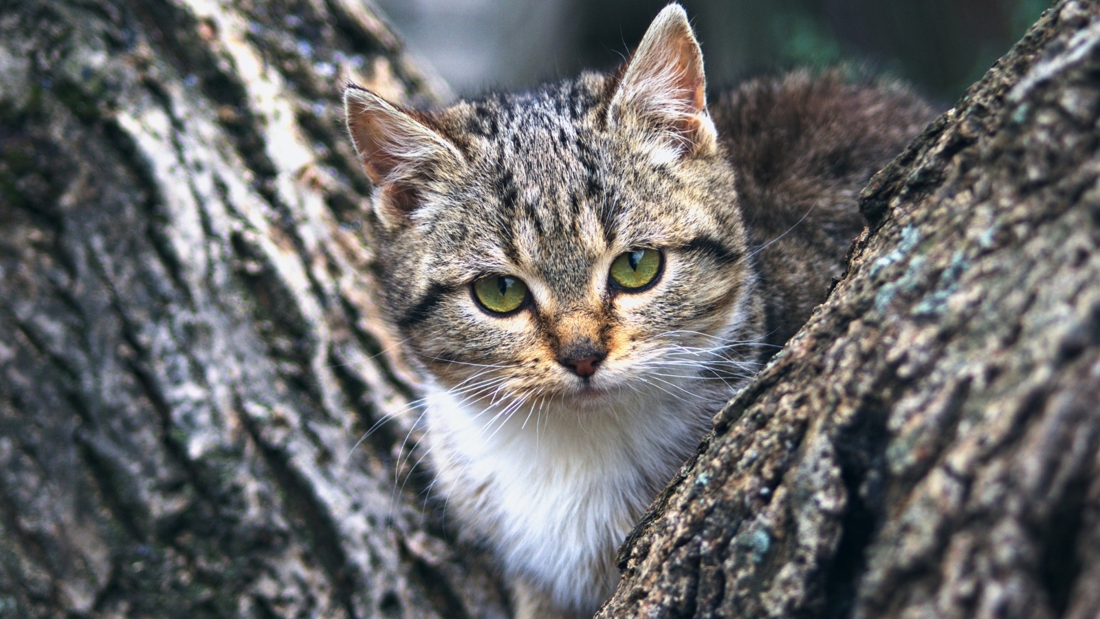 Маленький зеленоглазый серый котенок