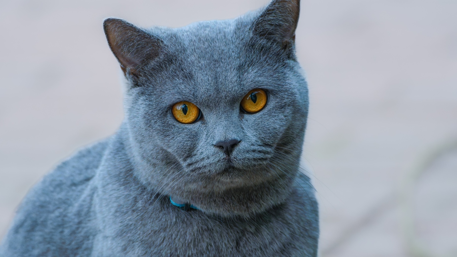 Русская голубая кошка с рыжими глазами