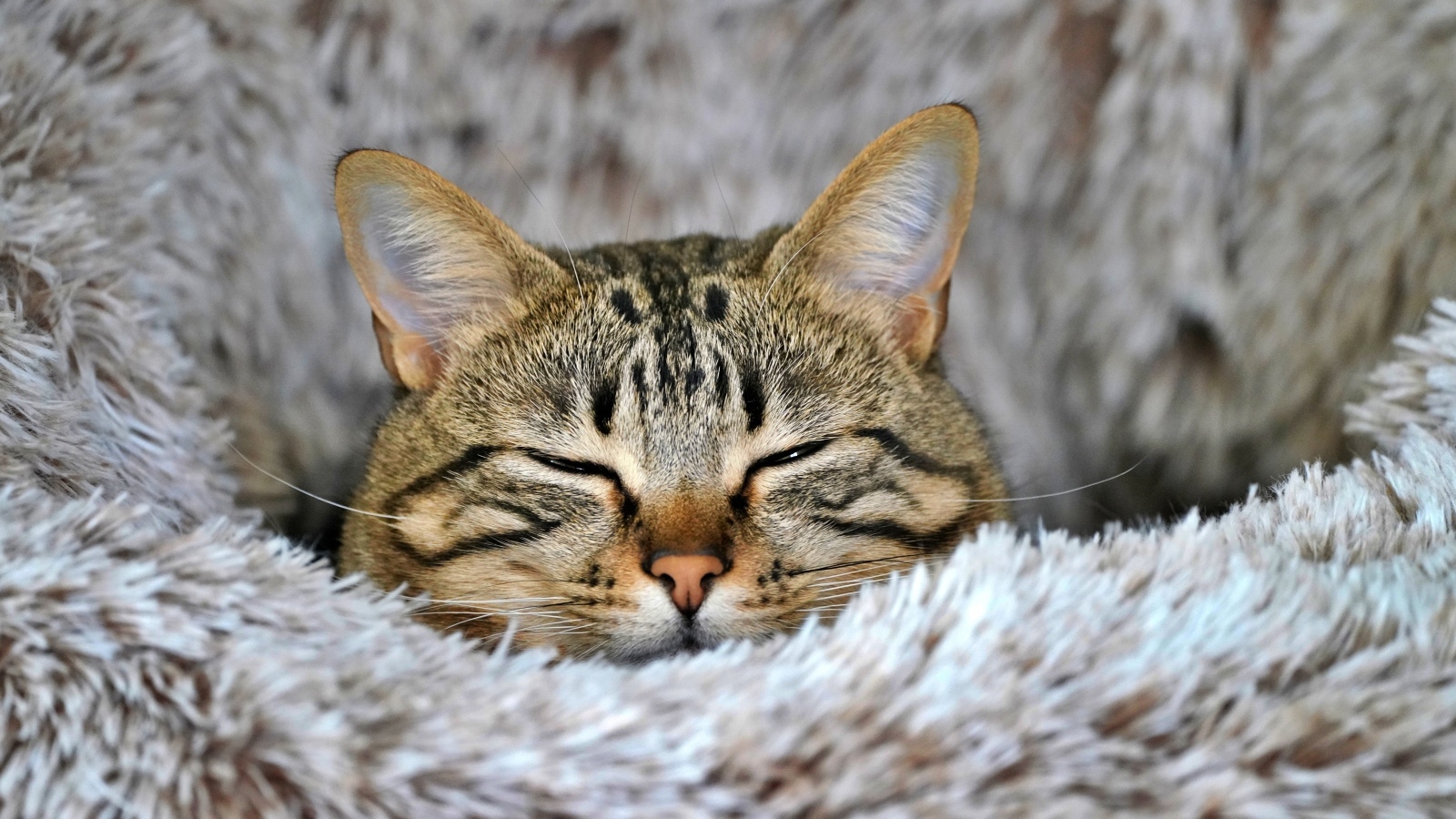 Довольный серый полосатый кот спит на покрывале
