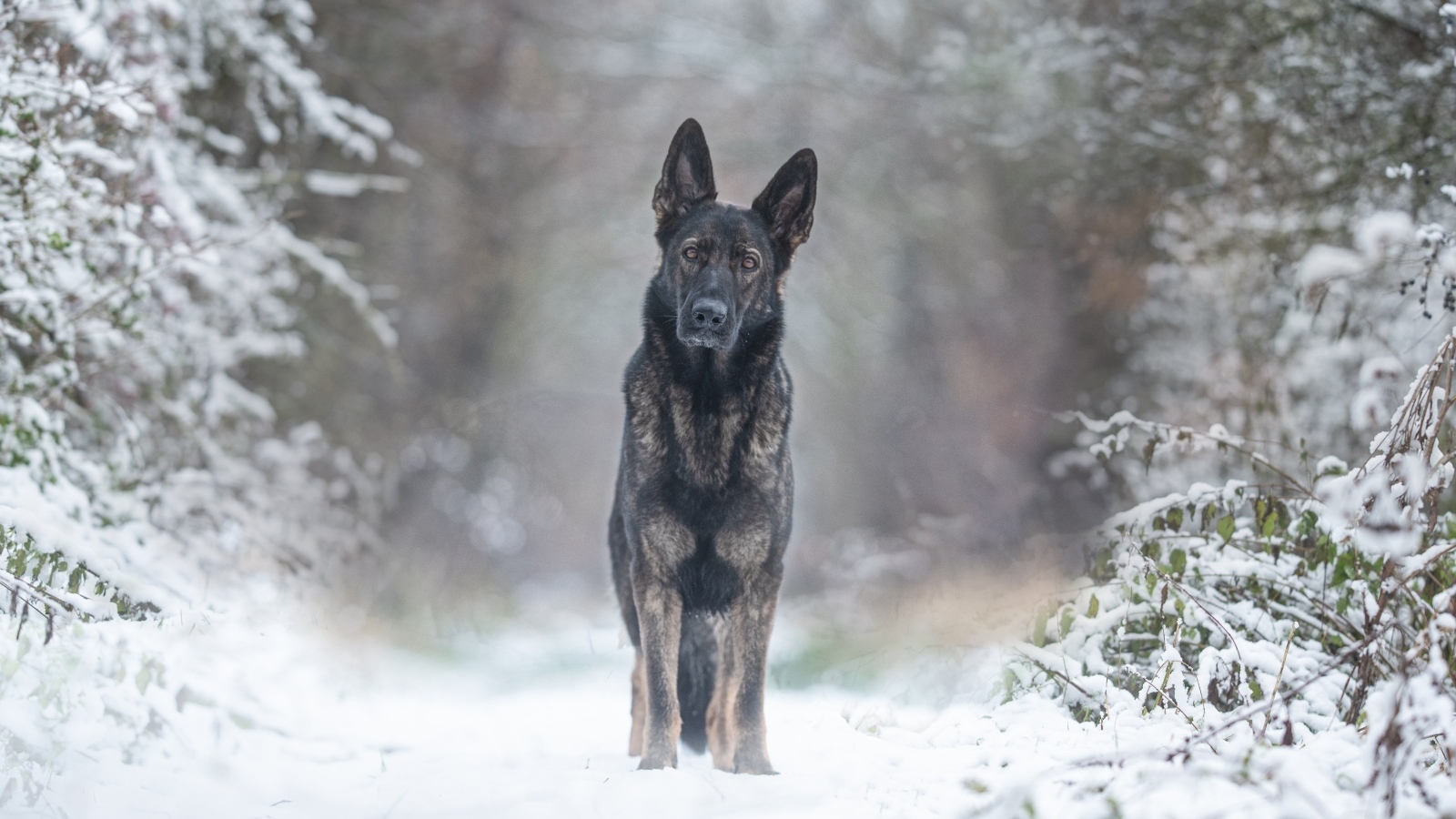 Собака стоит на дороге в заснеженном лесу
