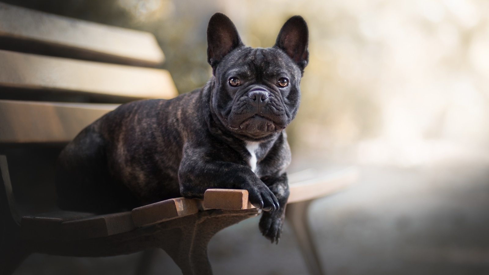 Большой французский бульдог лежит на лавке