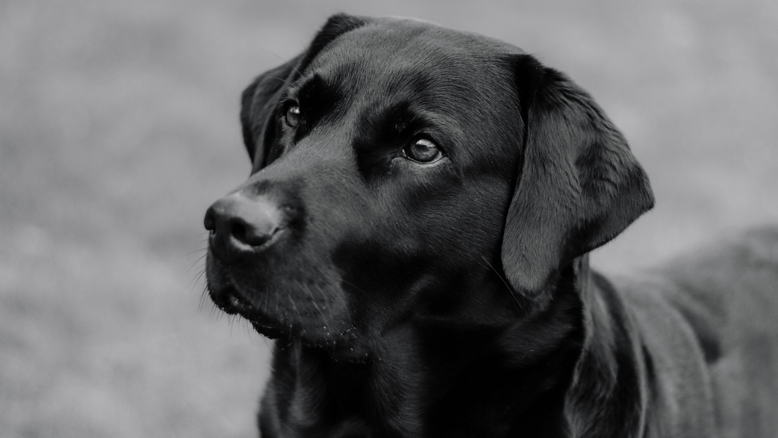 Большой черный лабрадор с умным взглядом