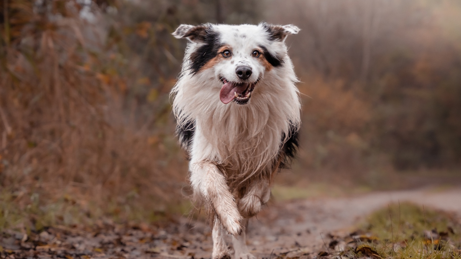 Собака породы бордер колли с высунутым языком