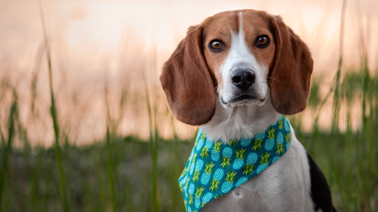 Собака с платком на шее