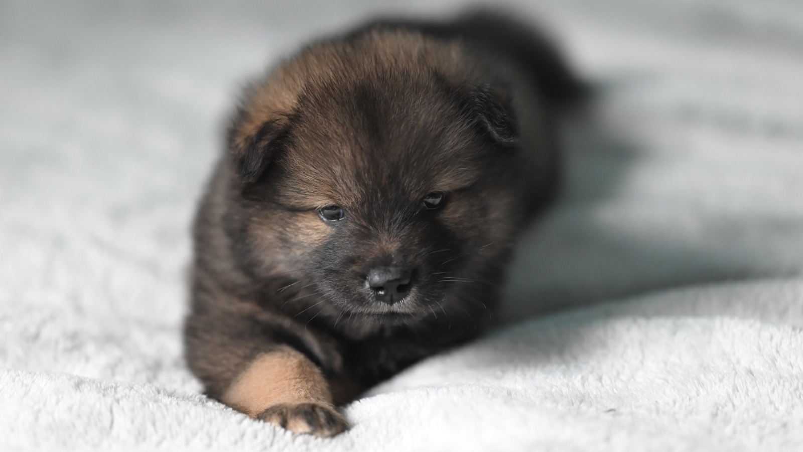 Щенок евразиер лежит на белой кровати