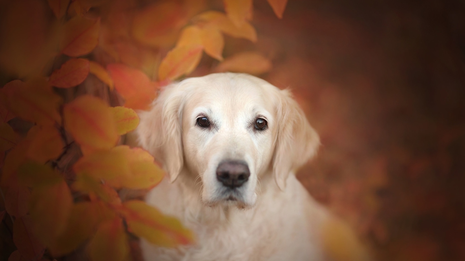 Золотистый ретривер прячется в желтых листьях