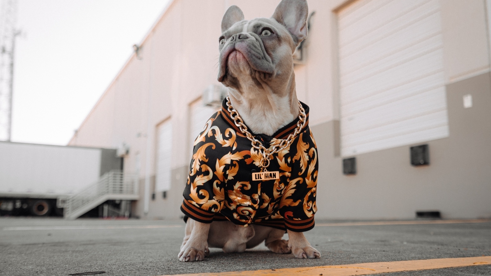 Большой французский бульдог в костюме с золотой цепью 