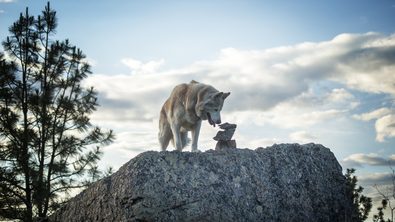 Большой сибирский хаски стоит на камне на фоне неба