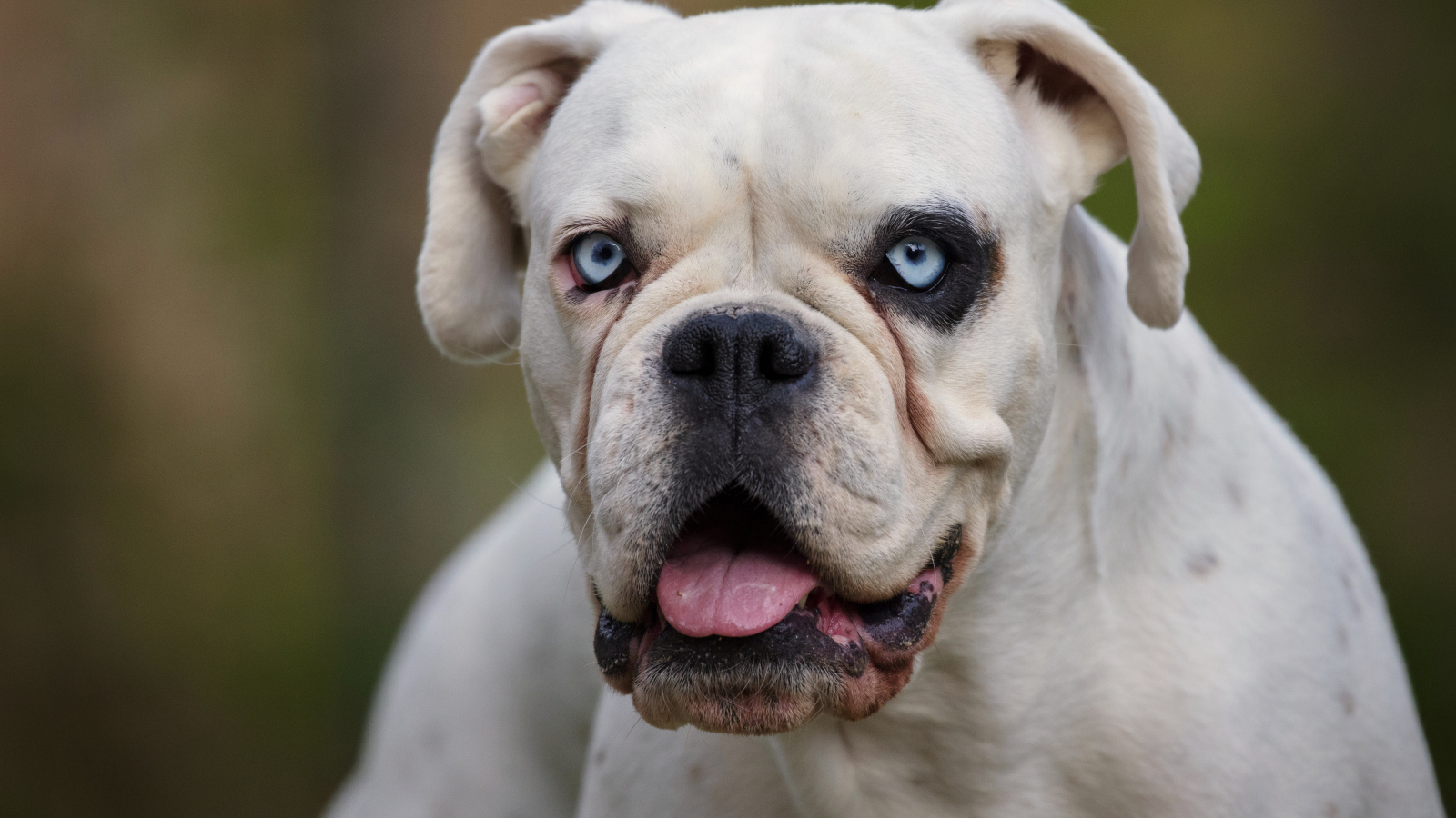 Большой белый немецкий боксер с голубыми глазами