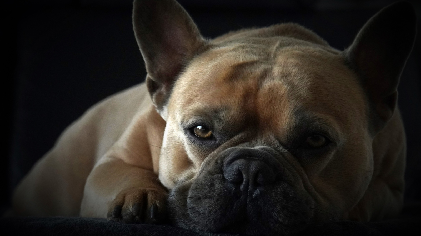 Грустный французский бульдог на черном фоне