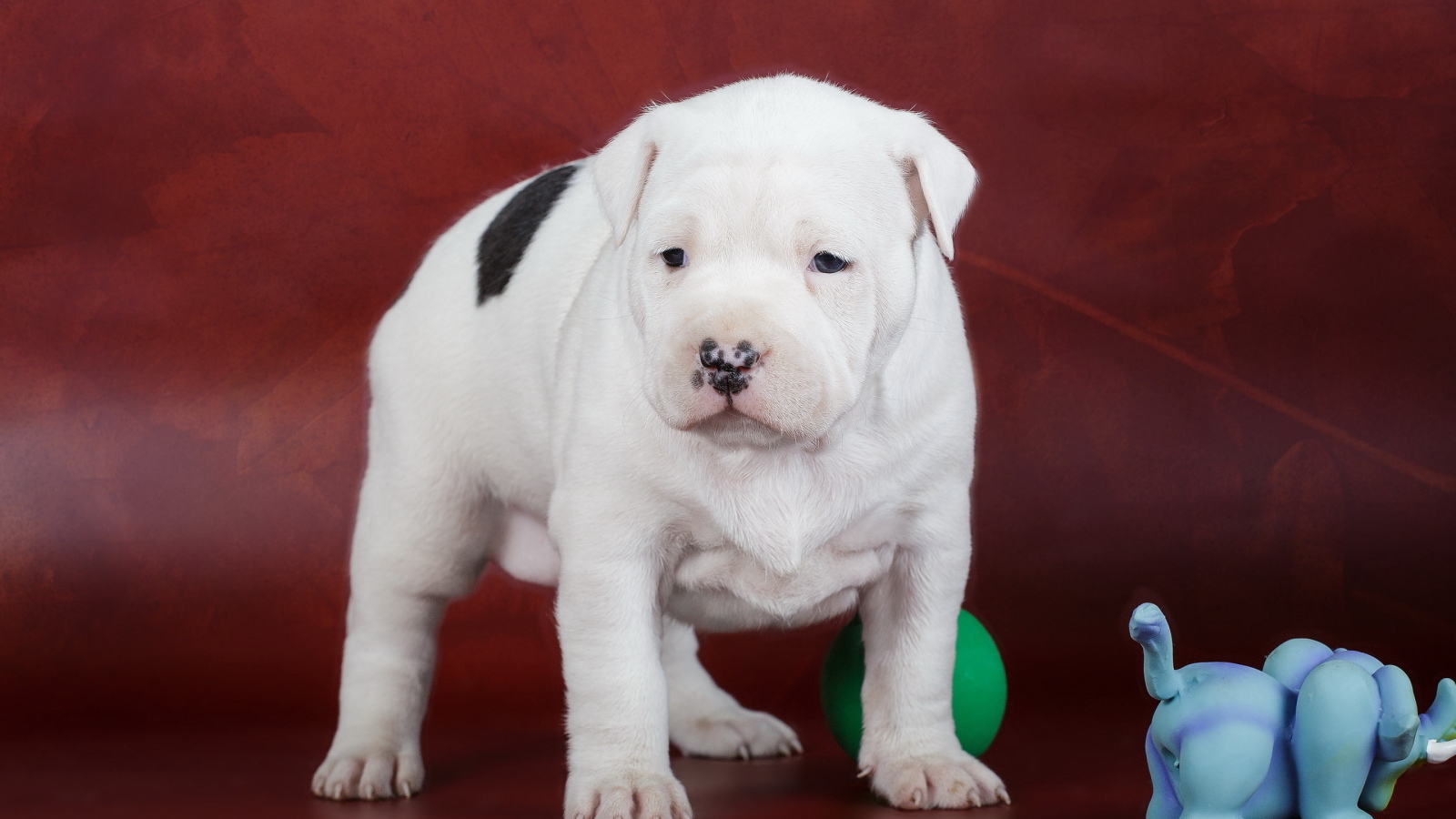 Маленький американский амстафф на красном фоне