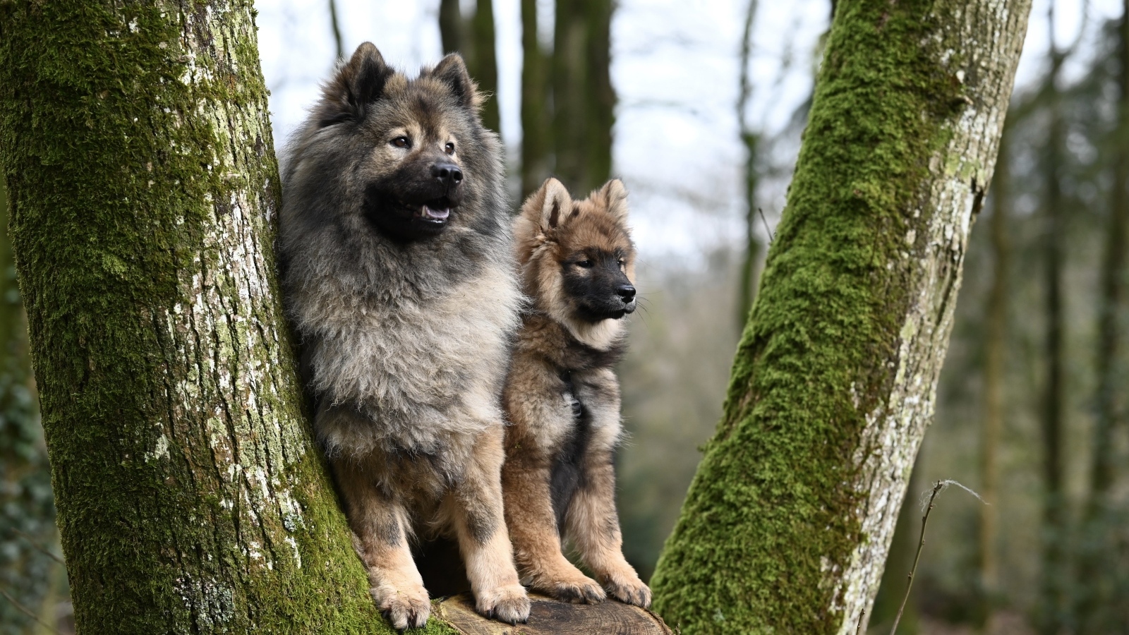 Две собаки породы евразийский плинн у дерева