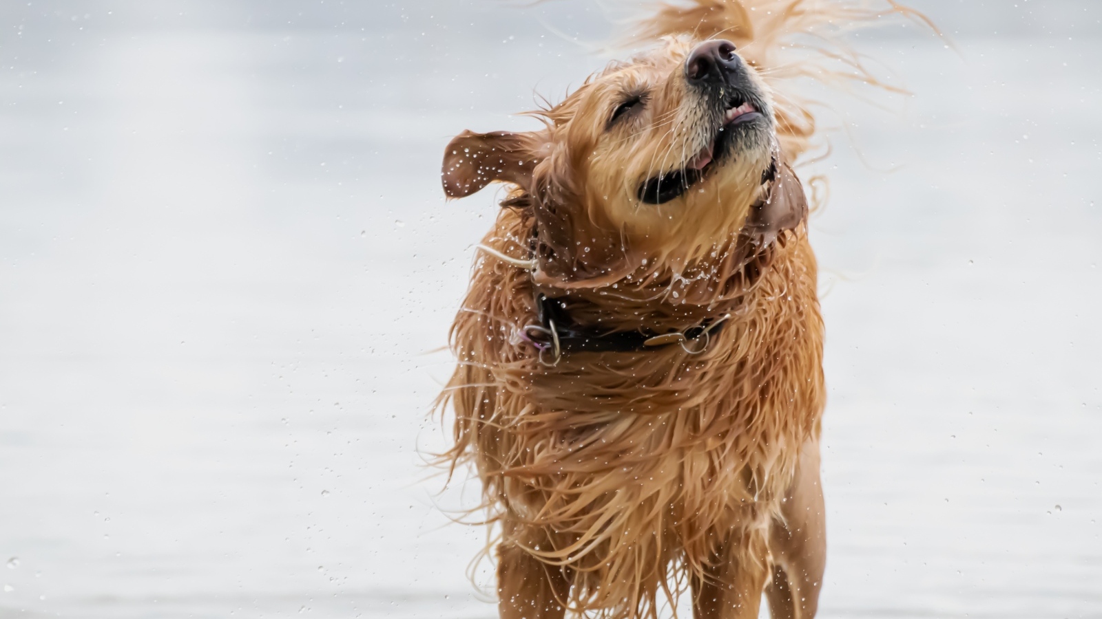 Мокрый золотистый ретривер в воде