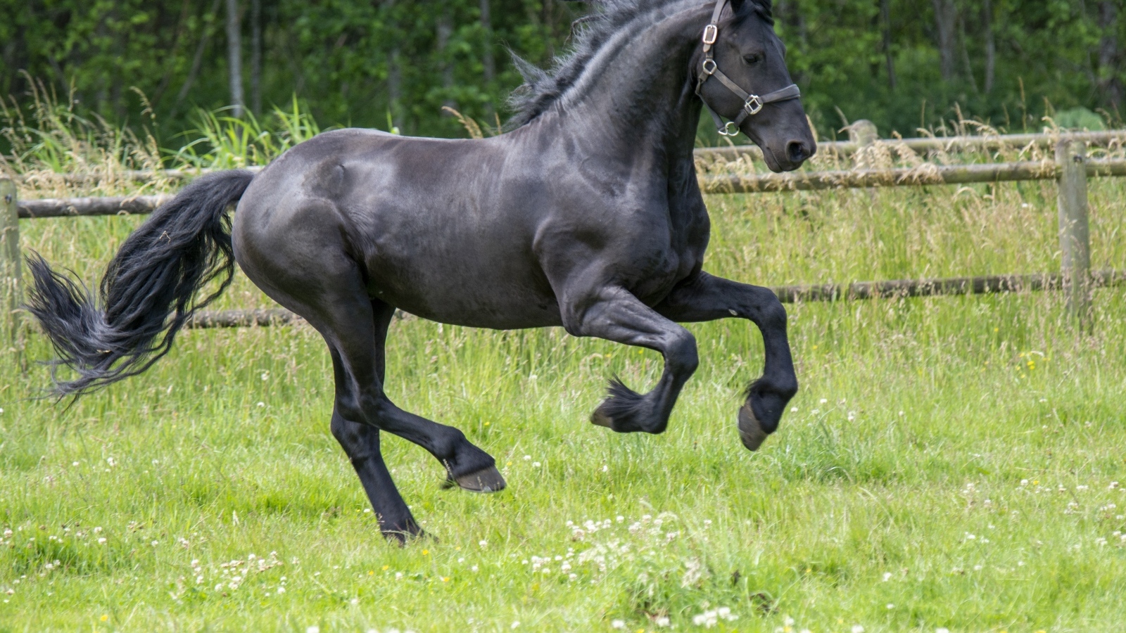 Черный большой конь скачет по зеленой траве