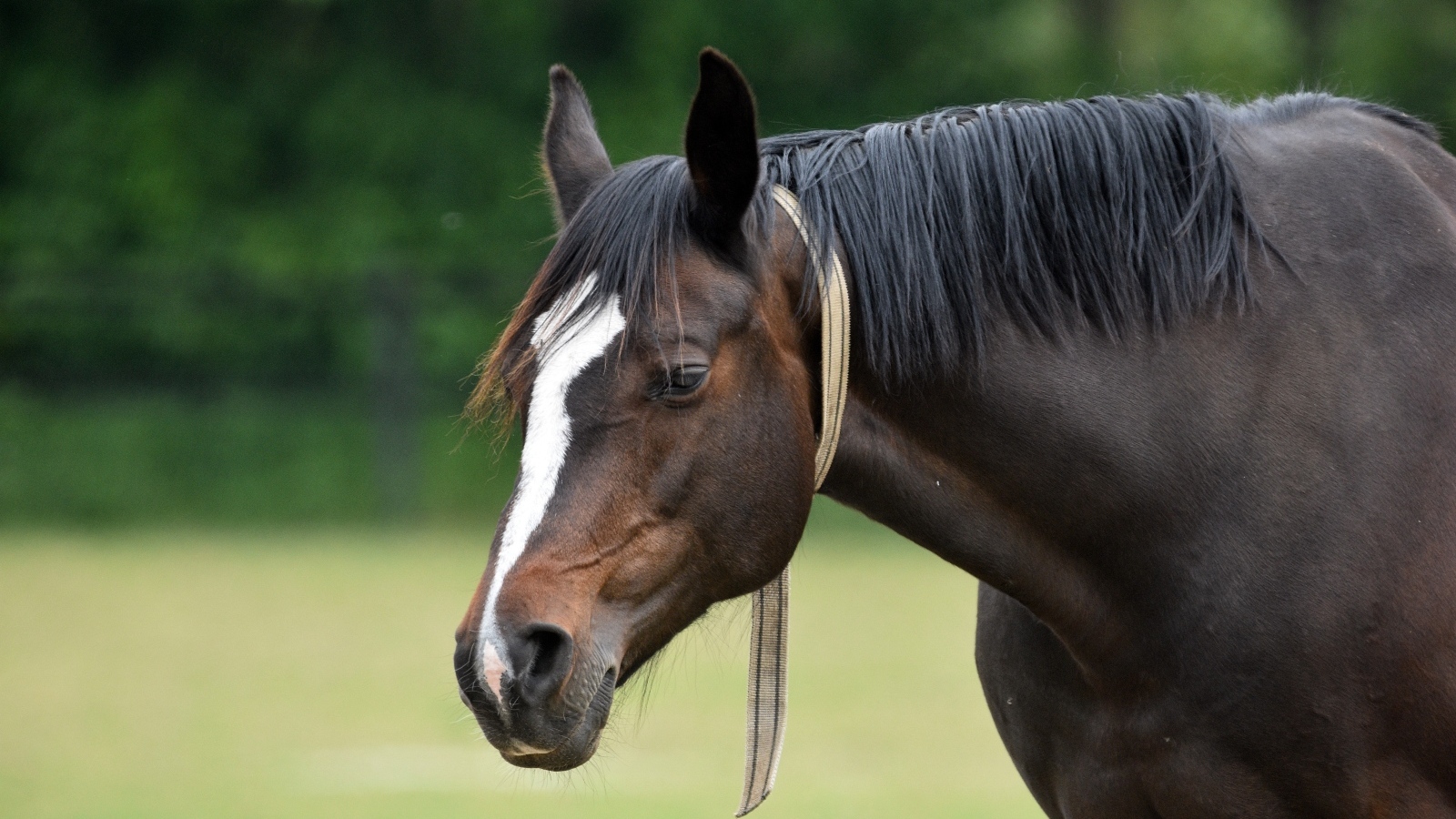 Большой красивый коричневый конь 