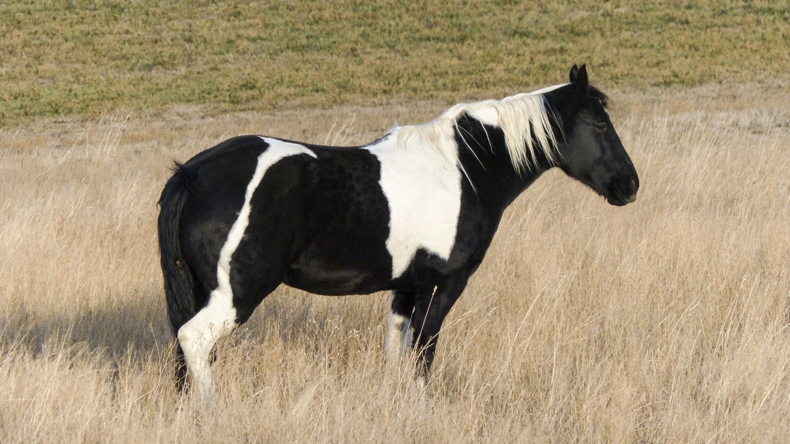 Черно-белая лошадь пасется на сухой траве