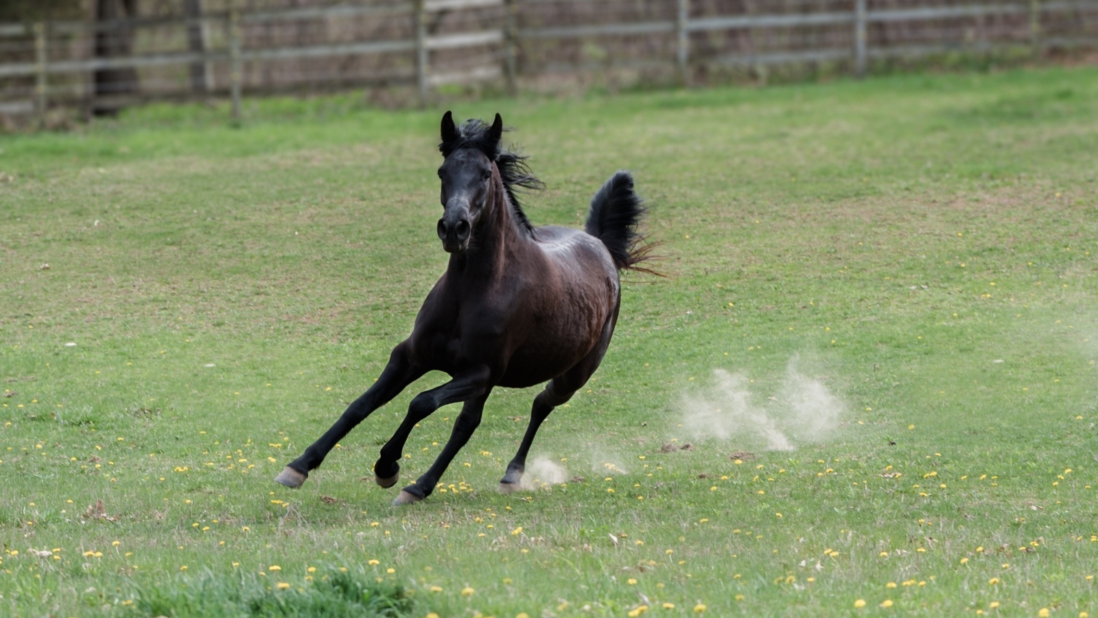 Галоп большого черного коня по зеленой траве