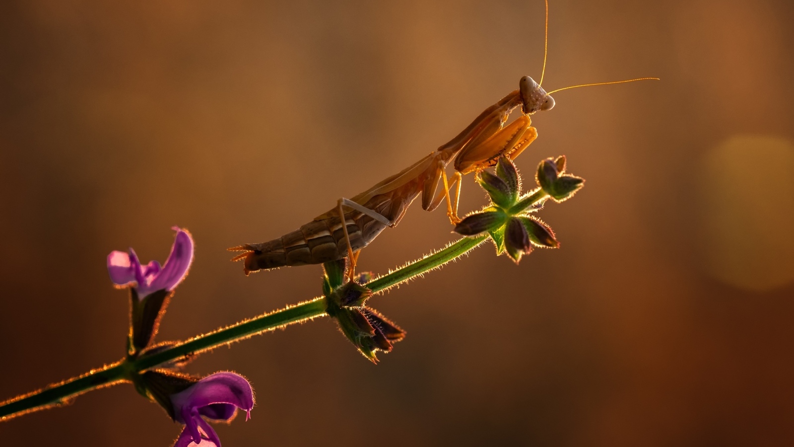 Большой богомол сидит на растении в лучах солнца