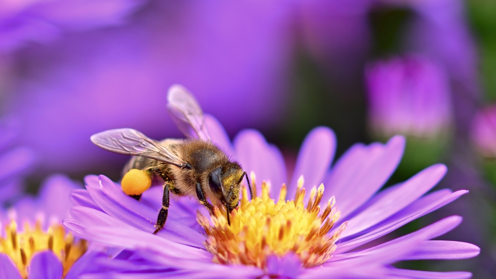 Маленькая пчела собирает пыльцу с цветка сентябринки
