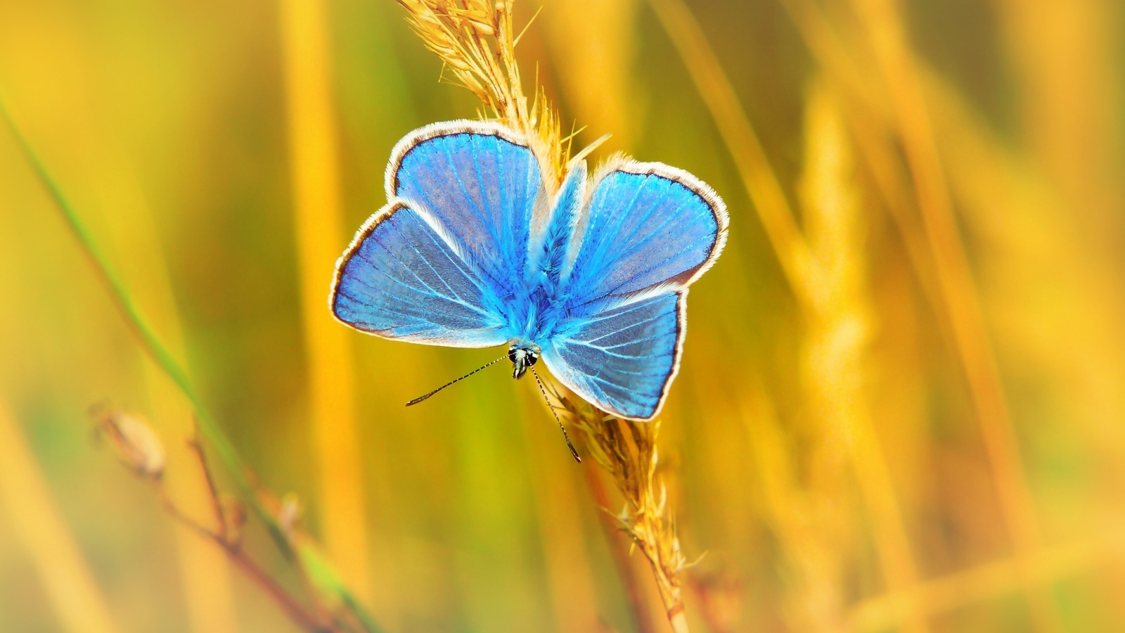 Маленькая голубая бабочка сидит на траве