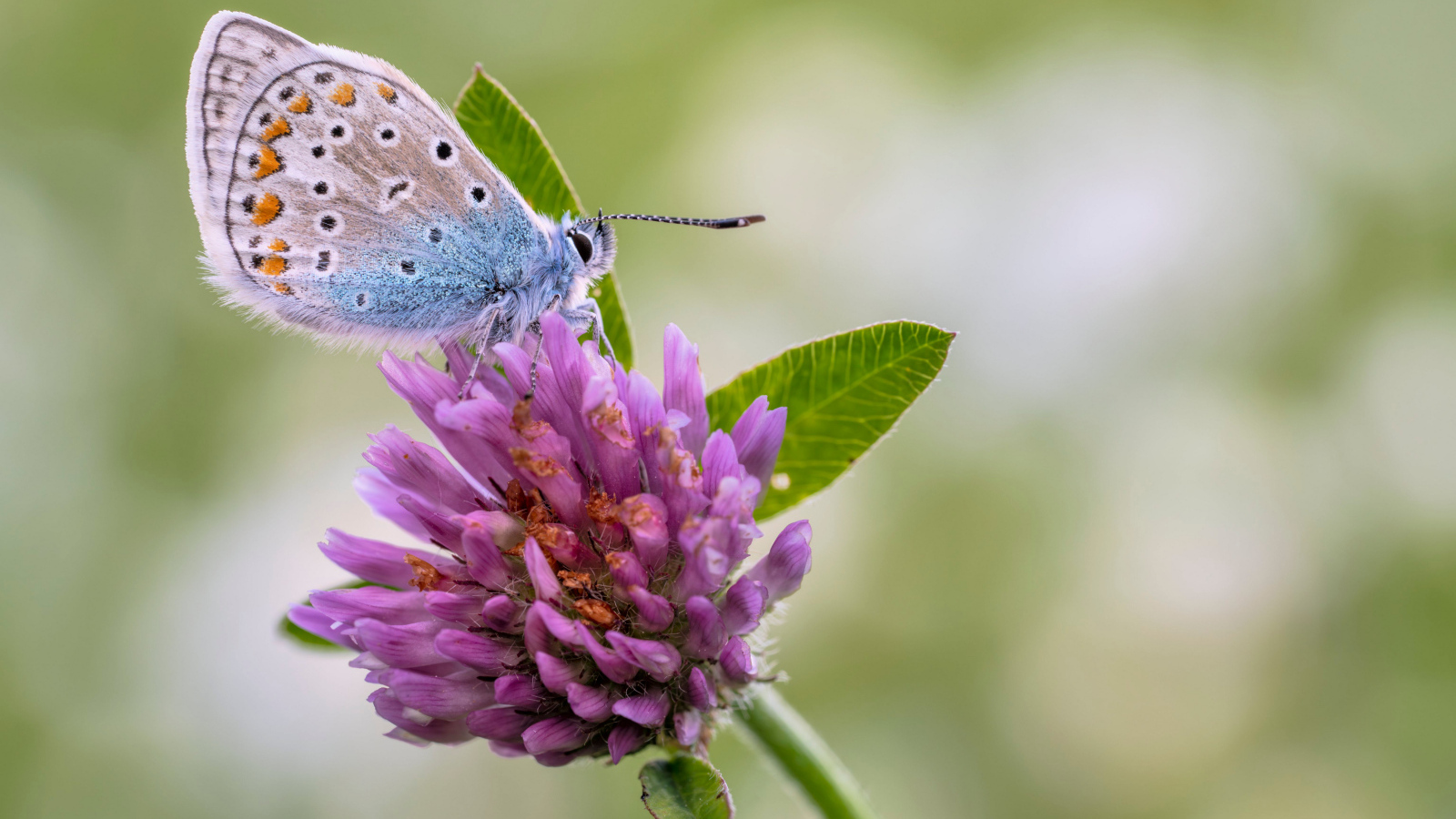 Голубая бабочка на розовом цветке клевера