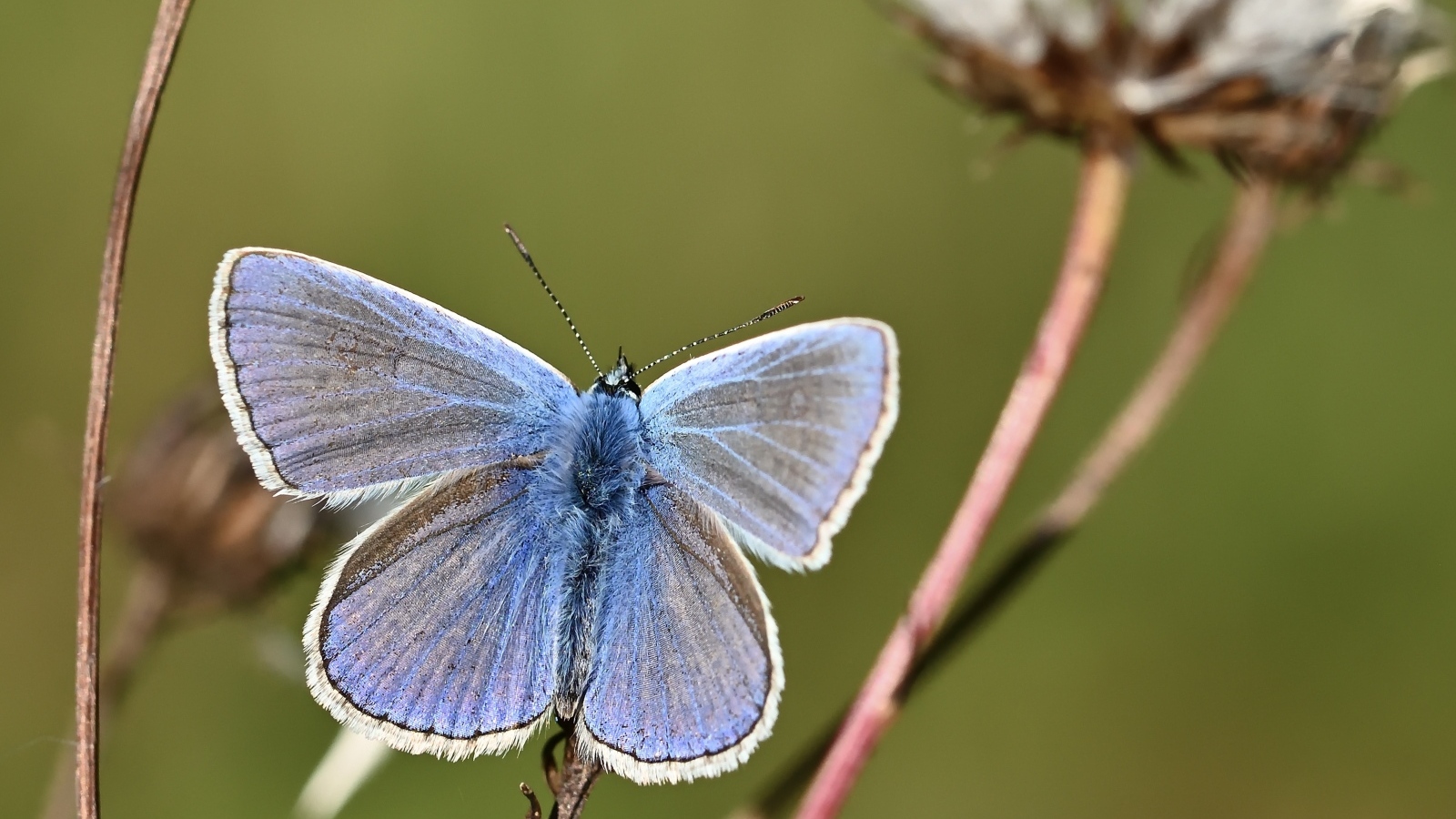 Голубая бабочка сидит на сухой траве