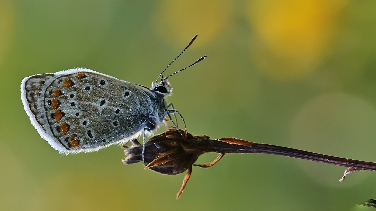 Голубая маленькая бабочка сидит на растении 
