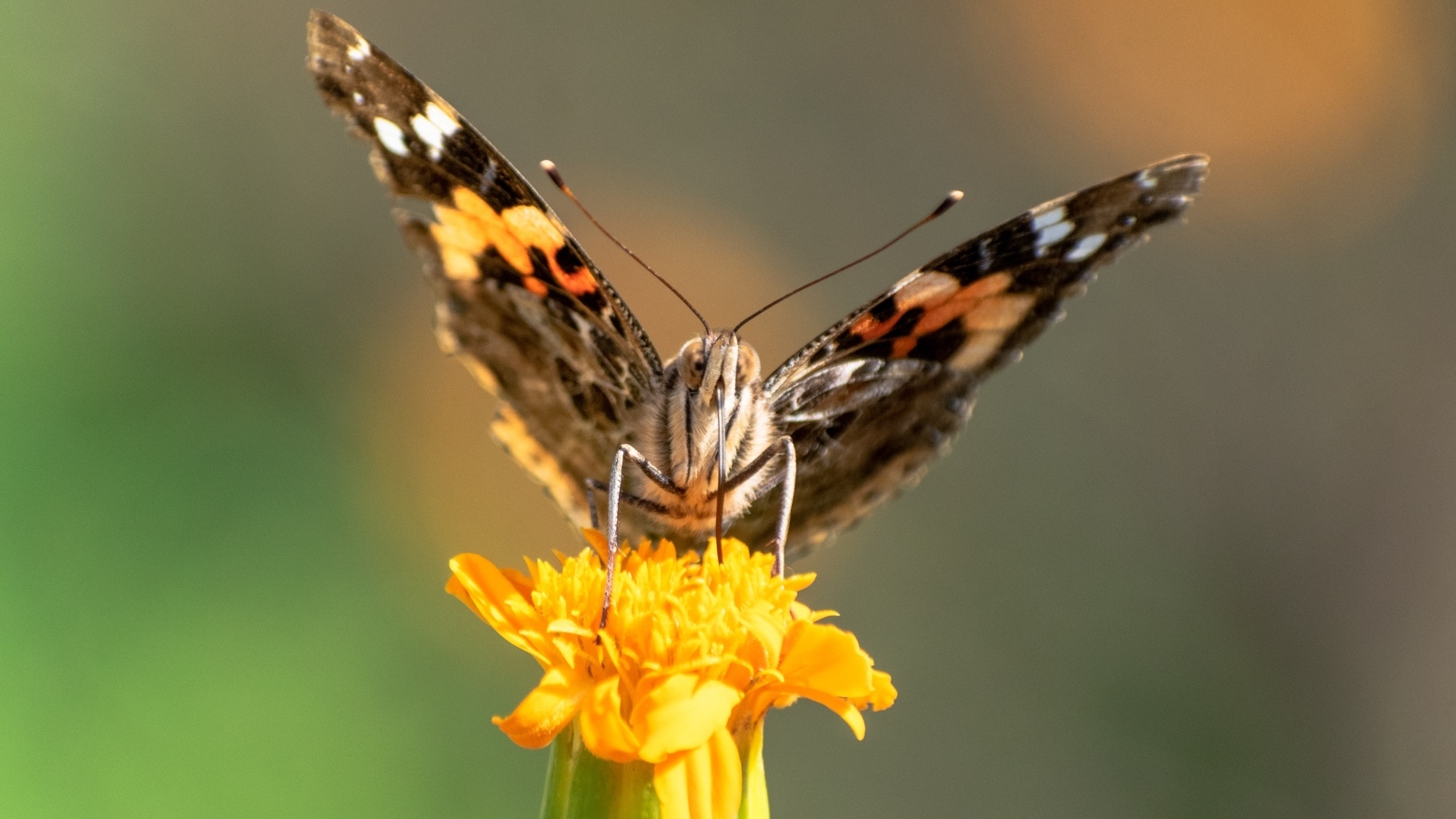 Коричневая бабочка сидит на цветке бархатца