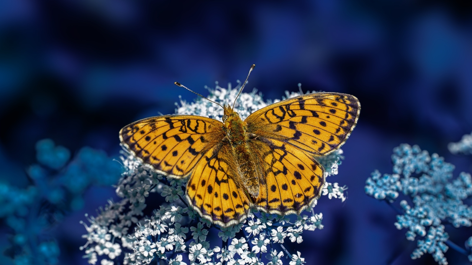 Коричневая бабочка сидит на белом цветке