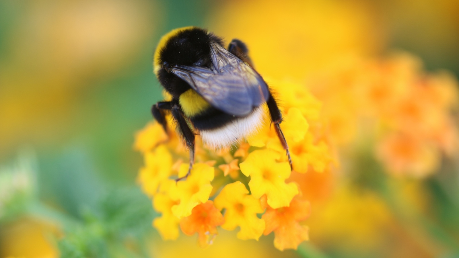 Шмель сидит на оранжевом цветке