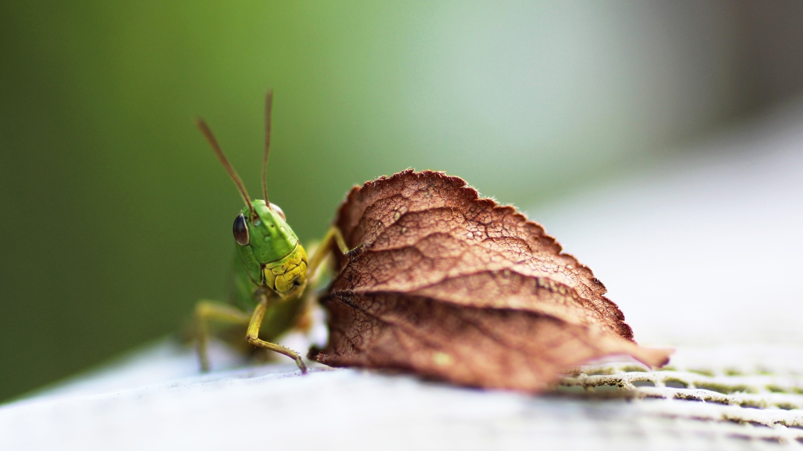 Зеленый кузнечик с листом