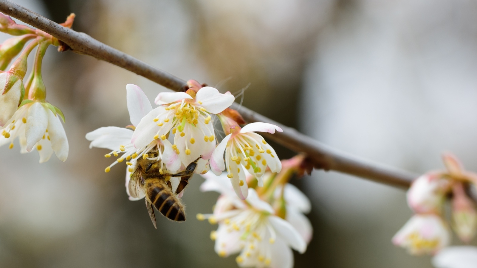 Маленькая пчела опыляет цветок вишни 
