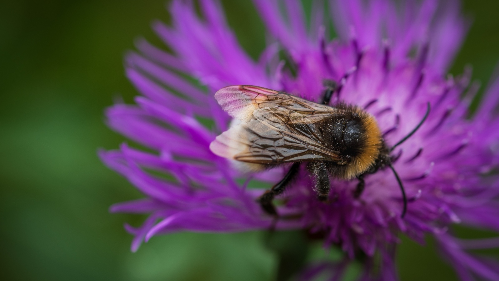 Маленький шмель опыляет розовый цветок