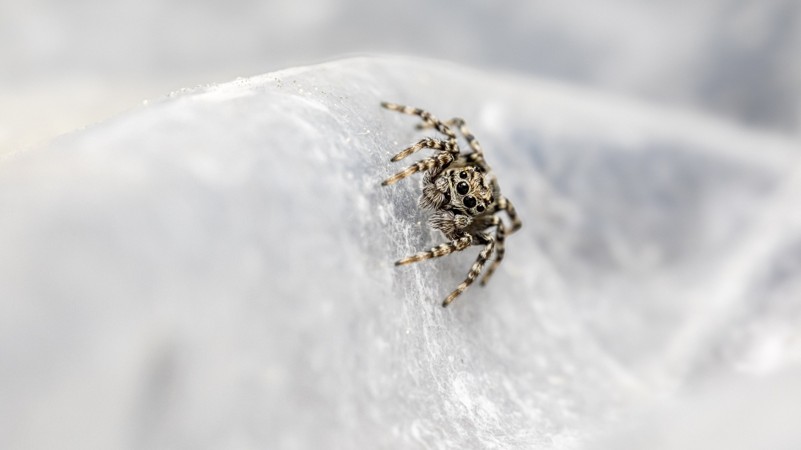Маленький паук с черными глазами
