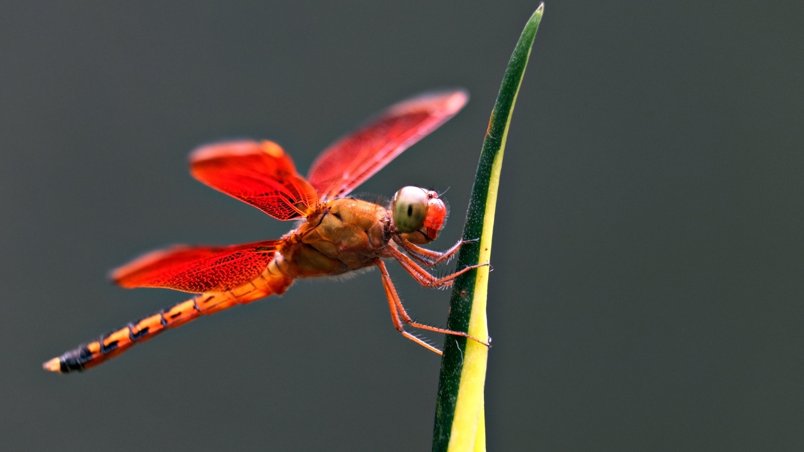 Красная стрекоза на зеленом листке