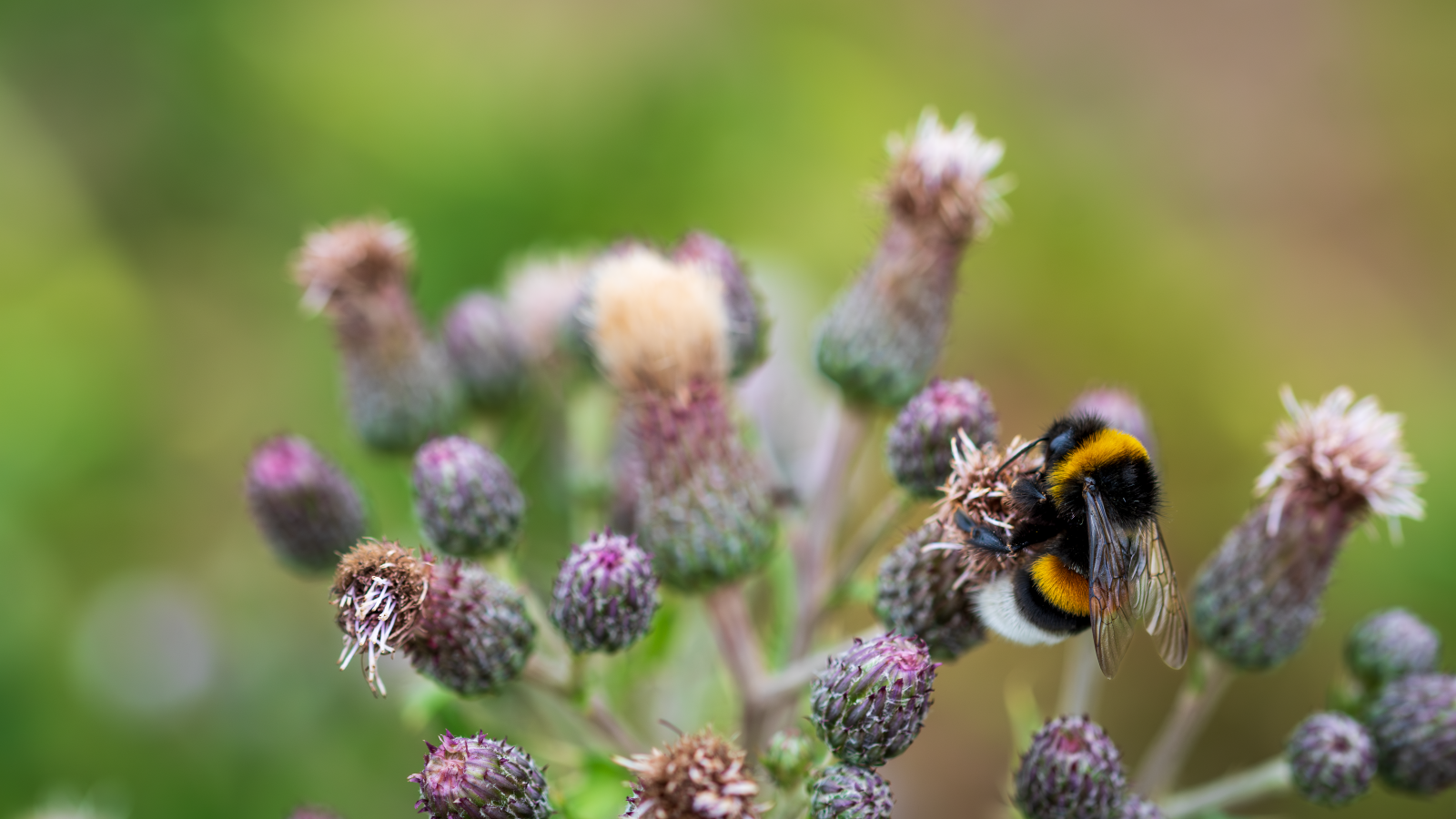 Полосатый шмель сидит на колючем цветке