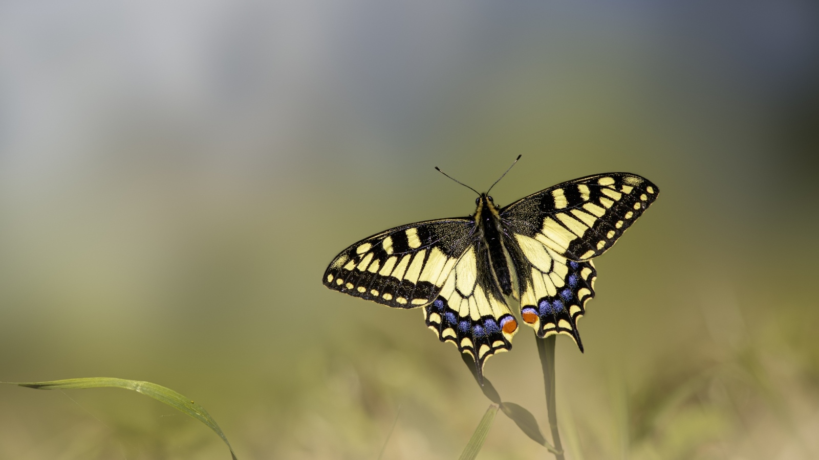 Бабочка махаон сидит на зеленой траве
