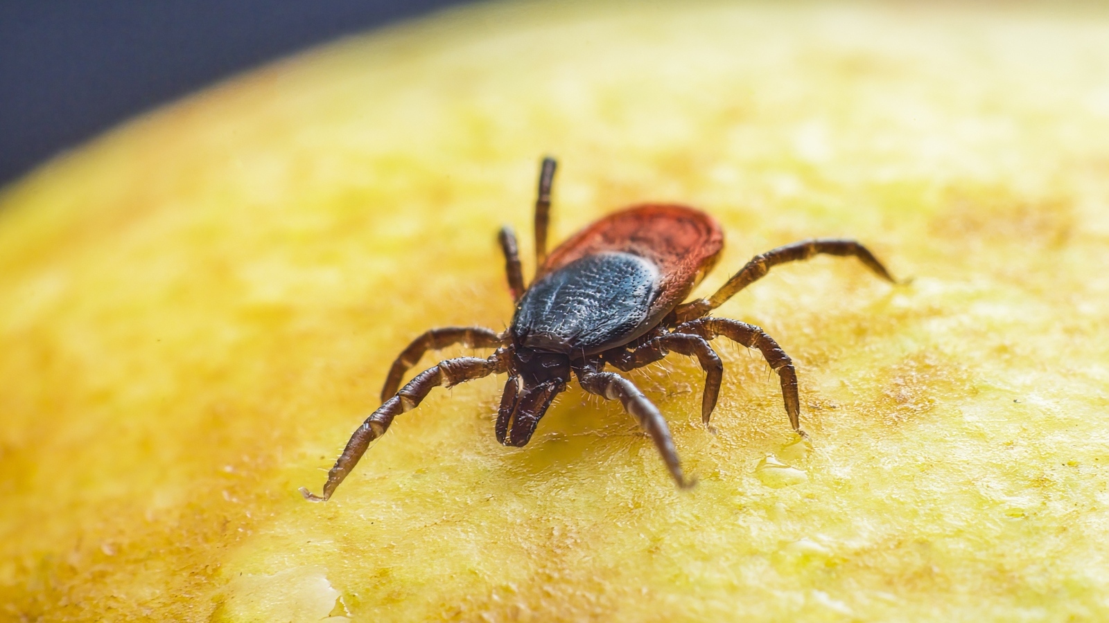Клещ на желтой поверхности крупным планом
