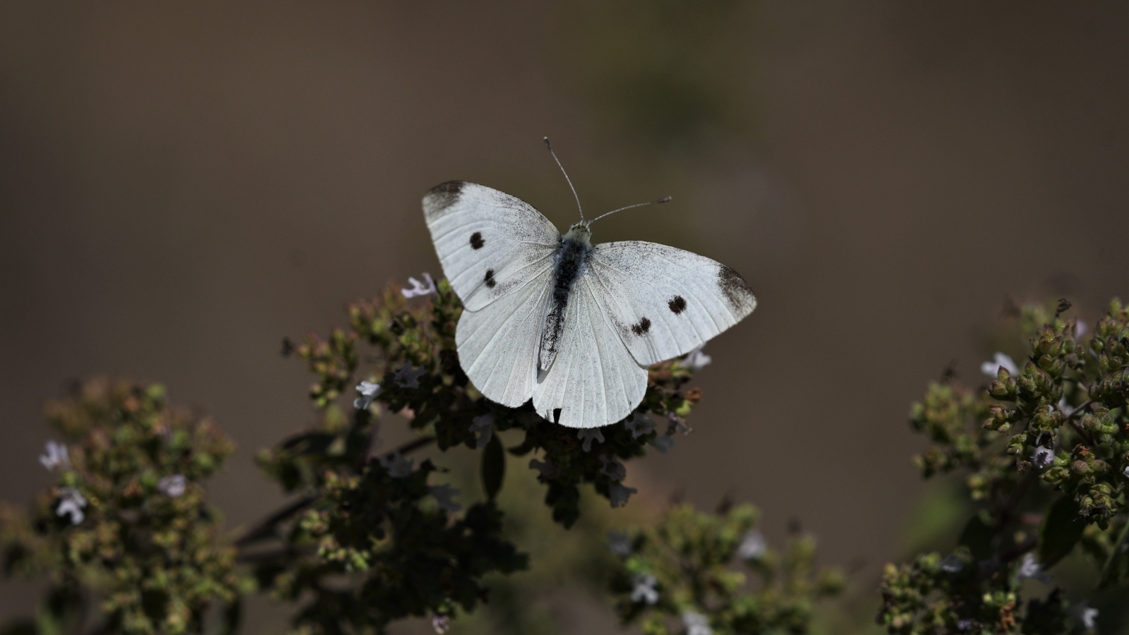 Белая бабочка капустница сидит на растении