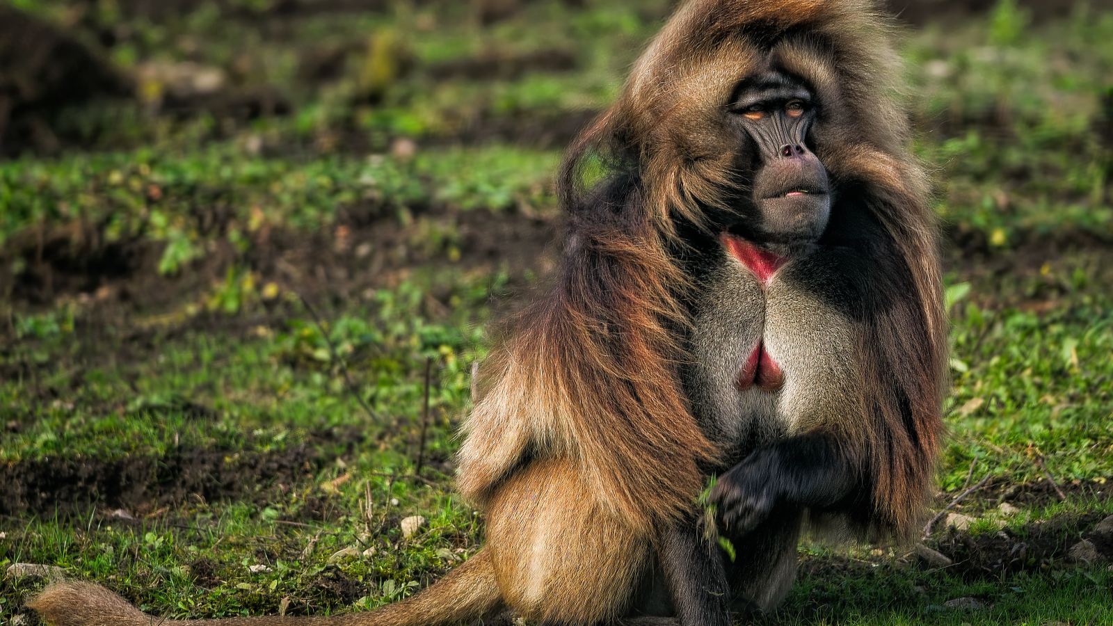 Бабуин сидит на траве