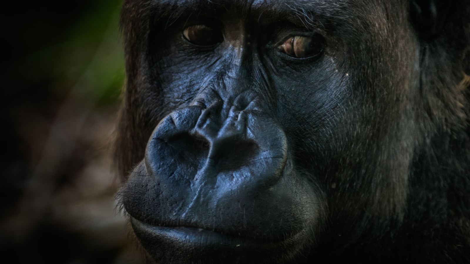 Большая грустная черная горилла