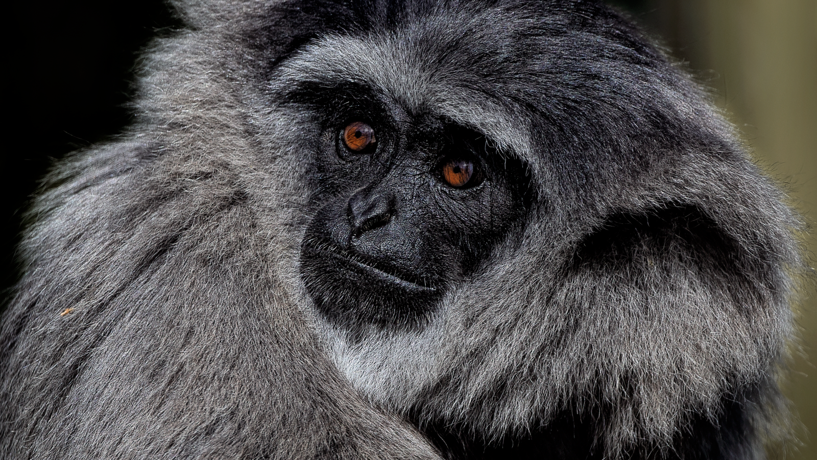 Большой серебристый гиббон крупным планом