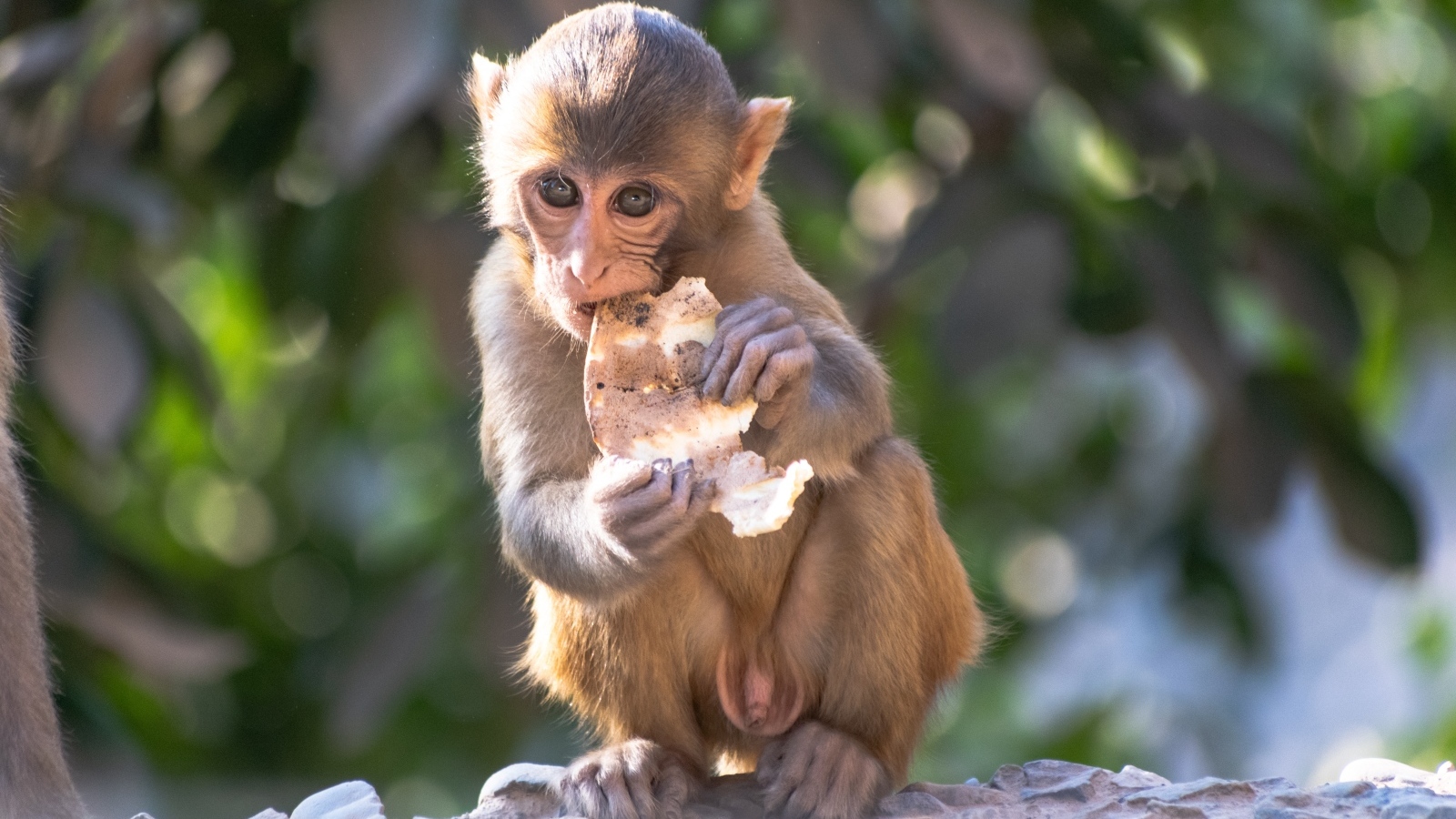 Маленькая обезьянка с едой